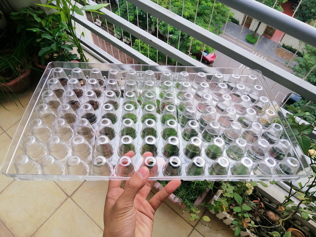COMBO 10 Khay nhựa ươm cây TOKAI KASEI NHẬT BẢN 84 LỖ - ƯƠM CÂY TIỆN LỢI, TÍCH KIỆM DIỆN TÍCH, BẢO VỆ MÔI TRƯỜNG