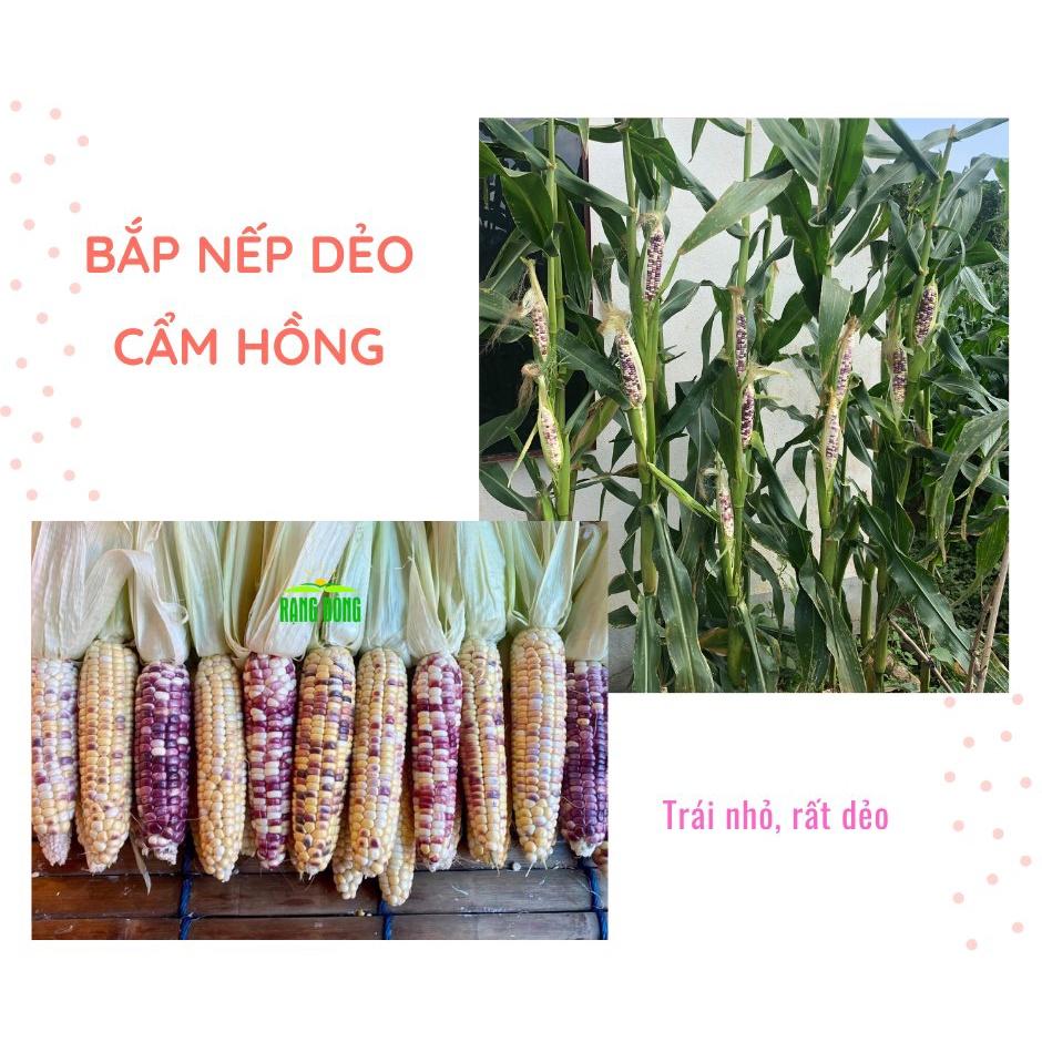 Hạt giống bắp nếp dẻo Cẩm Hồng Rado, đóng gói 5gr