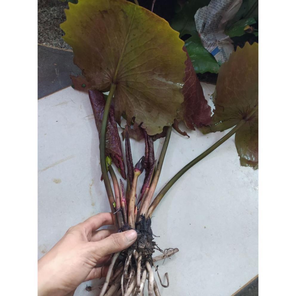 Cây Hoa Súng Đỏ - Hoa Quanh Năm