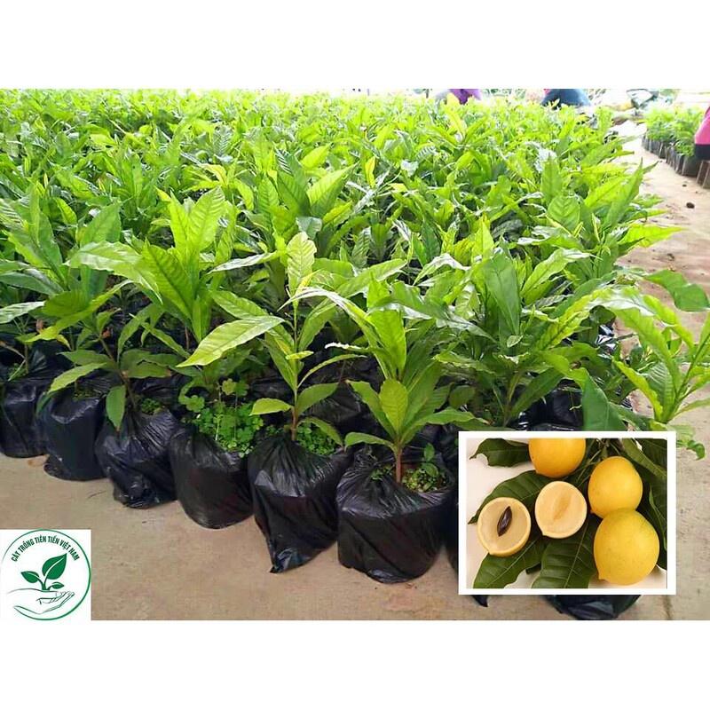 Vú Sữa Hoàng Kim - Cây Giống 30cm - 03 cây - loại 01
