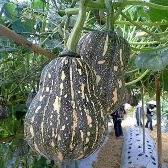 Hạt giống bí đỏ hạt đậu F1 KNS328 - Gói 10 hạt