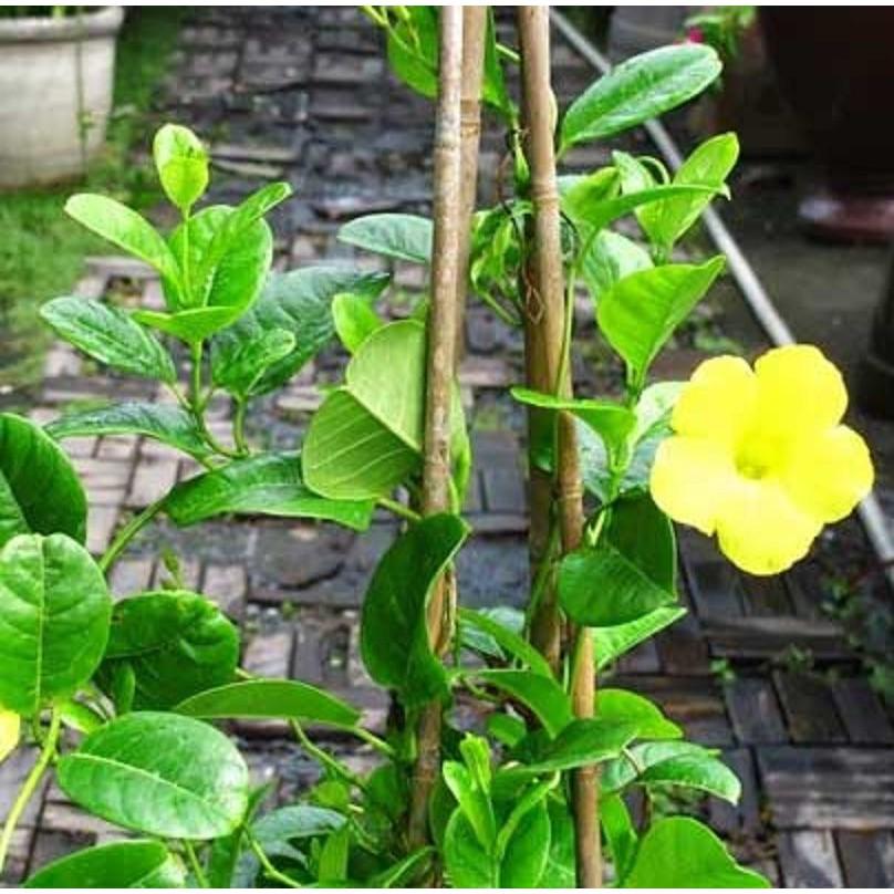 Cây HOA HUỲNH ĐỆ - CÂY phát triển nhanh,hoa to đẹp bền