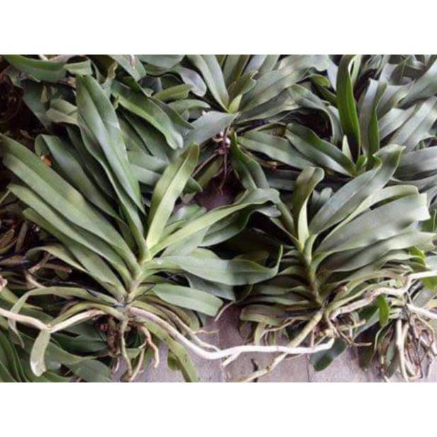 Hoa đẹp ngày tết, Đai châu rừng.