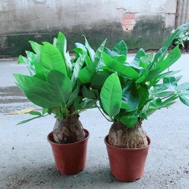 Cây Kim Ngân 1 Thân