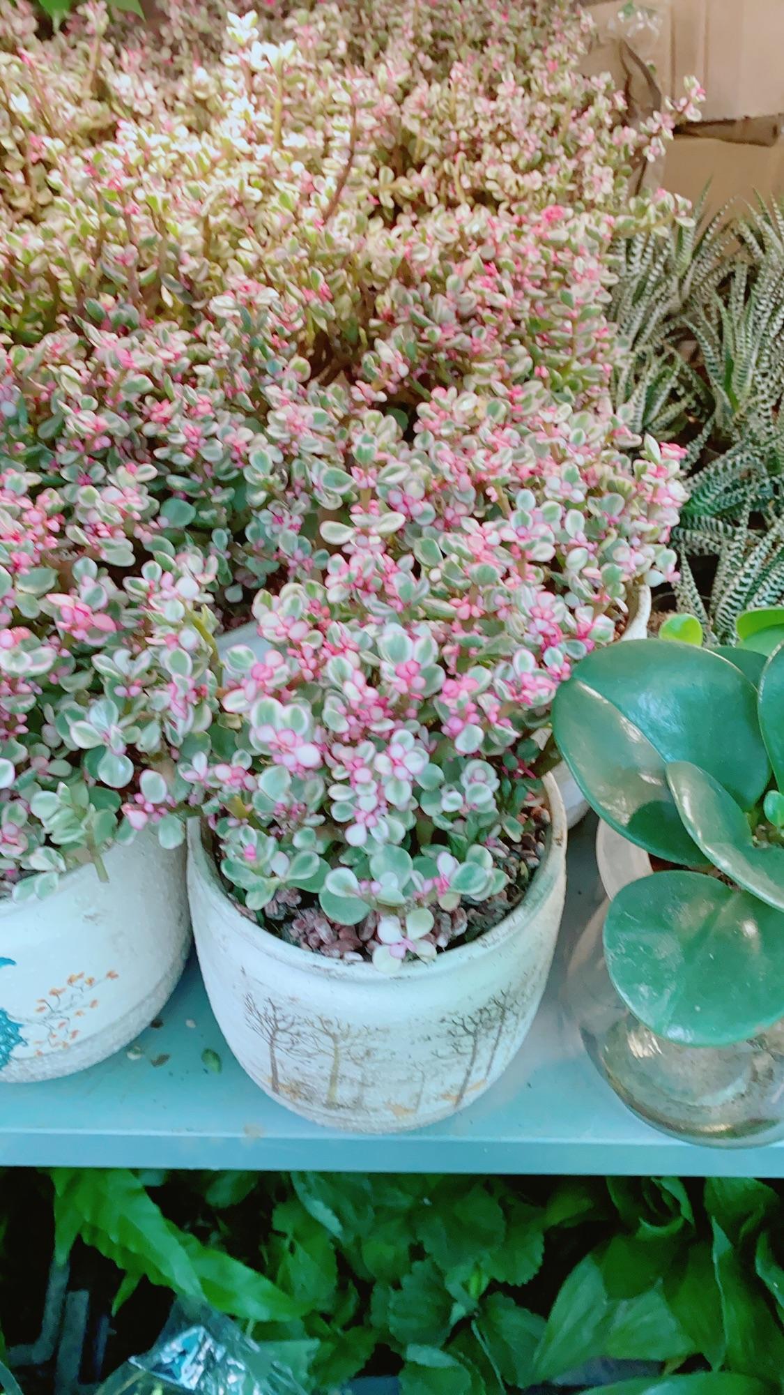 Chậu Cây Cành Vàng Lá Ngọc