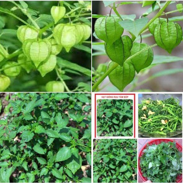 Hạt Giống Cây Tầm Bóp KNS386 - Gói 50 hạt