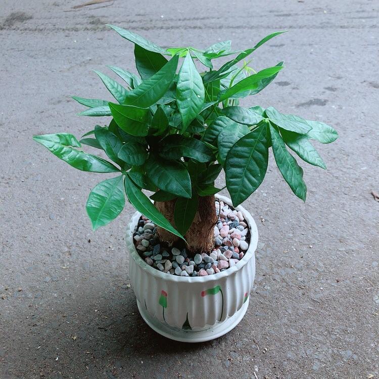 Chậu Kim Ngân 3 Thân