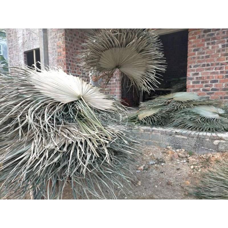Lá Cọ Khô Tự Nhiên Trang Trí, Decor