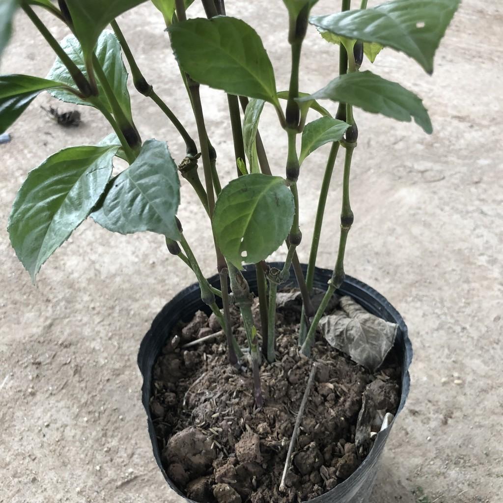 Cây hoa sói, chiều cao 35-40cm mùi thơm từ hoa và lá giúp thư giãn, thích hợp trang trí cảnh quan để phòng khách