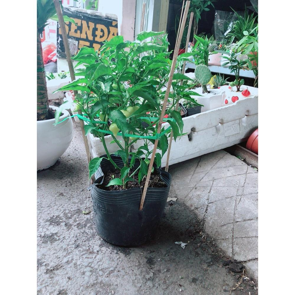 Chậu Ớt Kiểng Biquinho Độc Lạ Ăn Được
