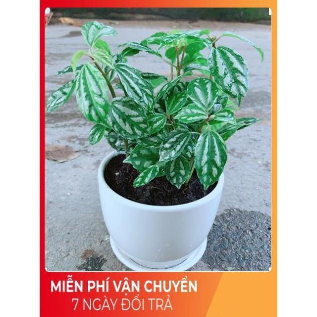 Chậu Cây Lá Dưa Hấu