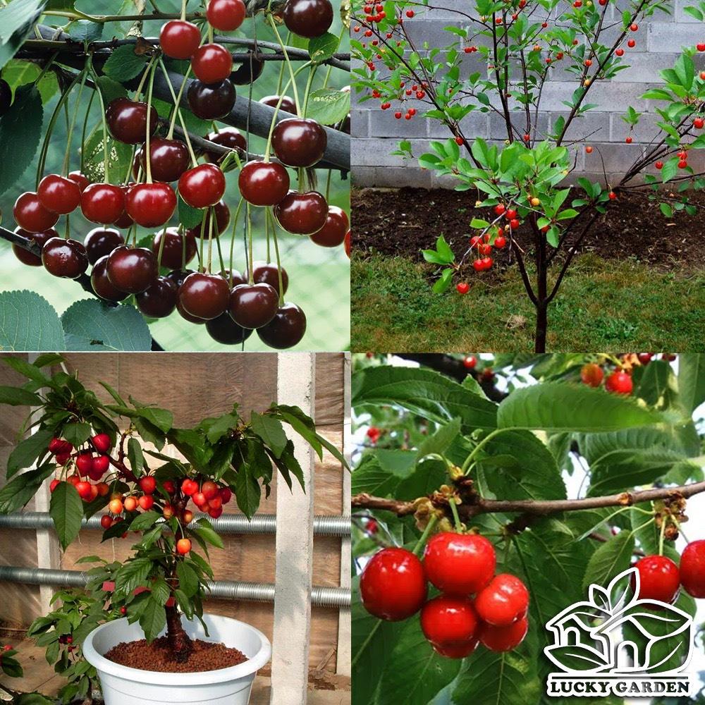 Hạt Giống Cherry Nhiệt Đới Dễ Trồng Quả To