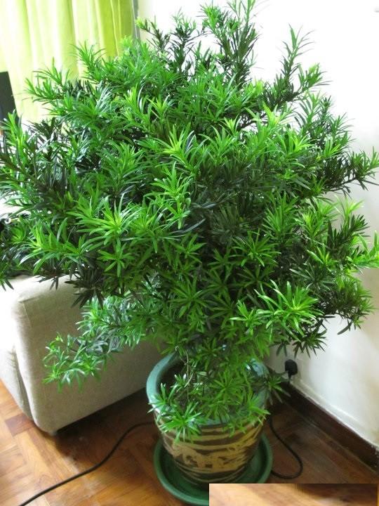 COMBO 3 cây giống TÙNG LA HÁN - CÂY BONSAI - SIÊU ĐẸP GIÁ SIÊU RẺ