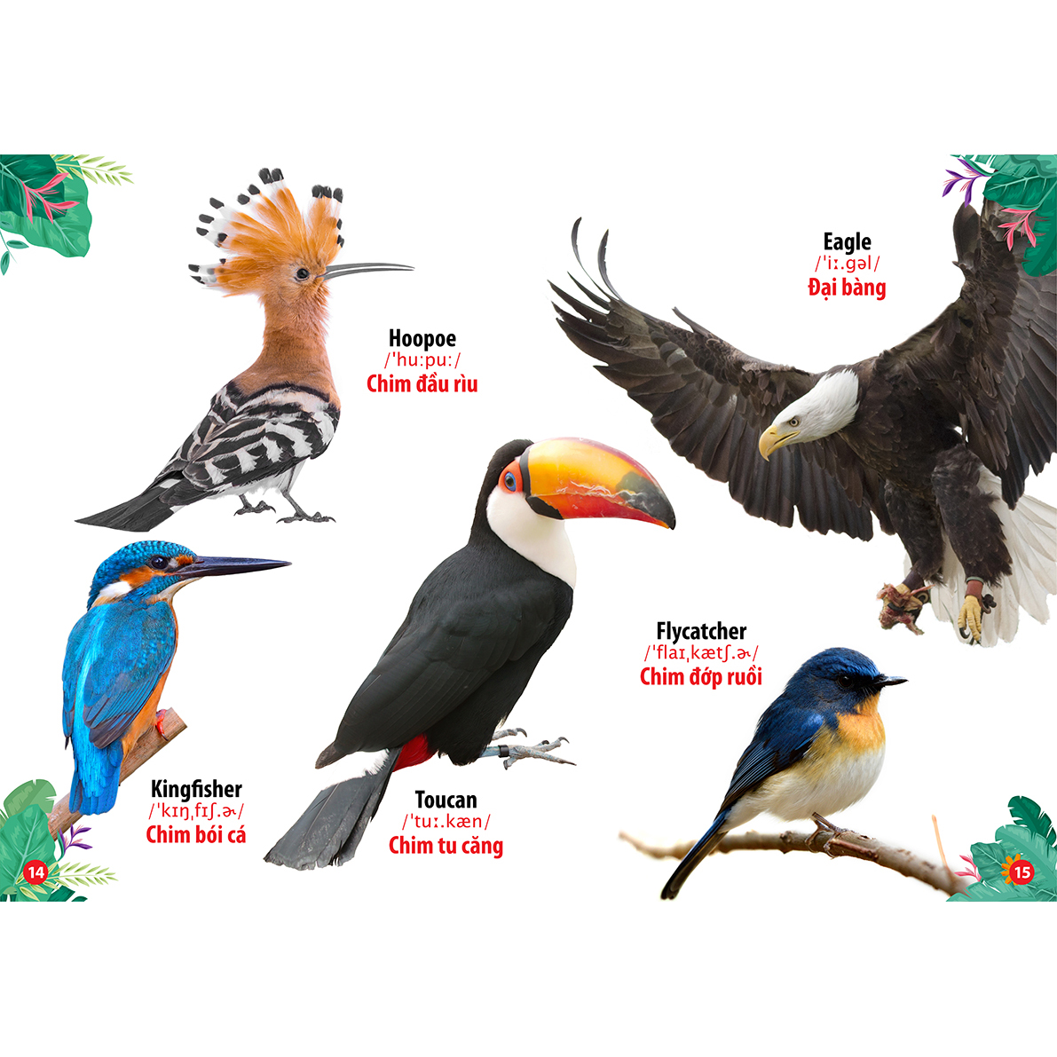 Hình ảnh Từ Điển - Thư Viện Hình Ảnh Song Ngữ Đầu tiên Của Bé - Loài chim ( bc)