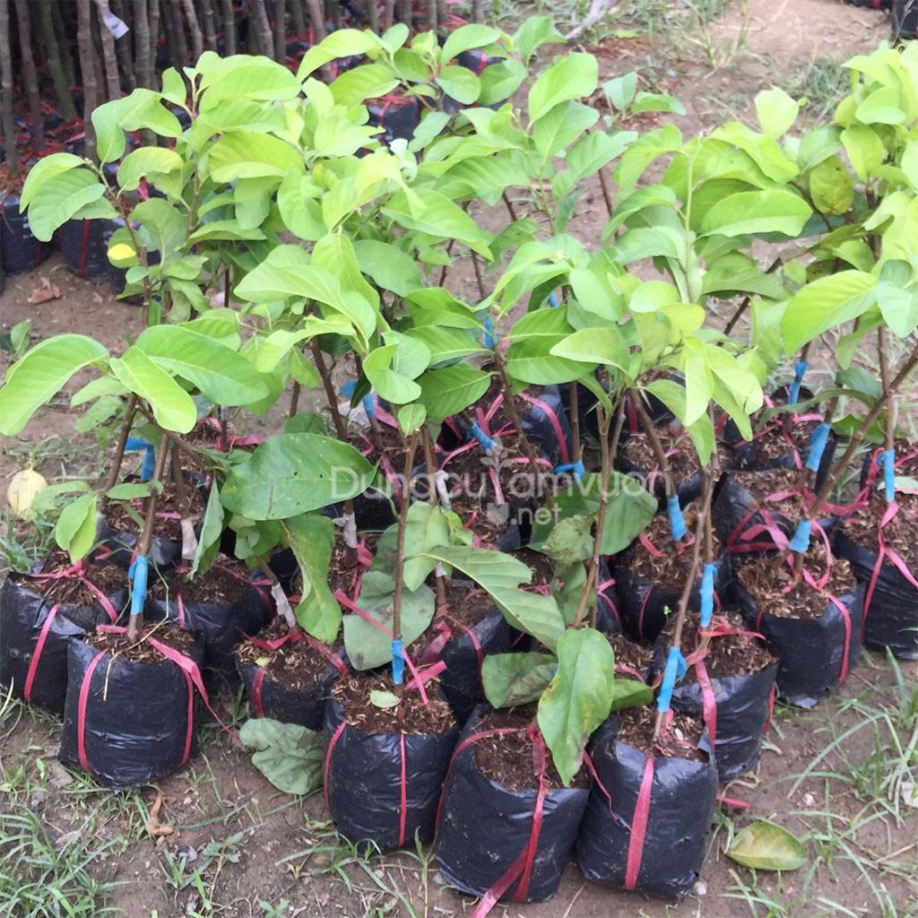 Giống cây na đỏ