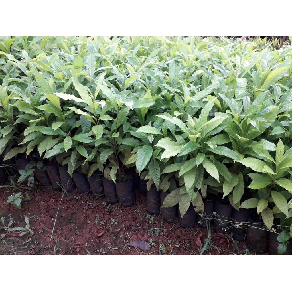 Cây giống Vú Sữa Hoàng Kim bầu to, cây đẹp như hình cao HƠN 1m ạ .