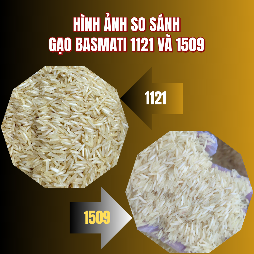 Gạo Basmati 1509 Ấn Độ Túi 5kg Chính Hãng – Hạt Dài, Tơi Xốp, Thơm Tự Nhiên, Ít Đường, Nhẹ bụng, Giàu giá trị dinh dưỡng, Phù Hợp Ăn kiêng, Eat Clean