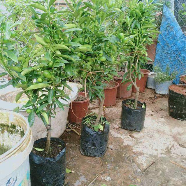 CÂY QUẤT NGỌT