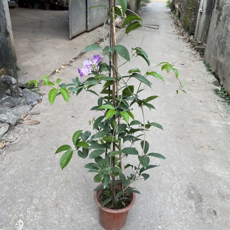 Cây hoa lan tỏi cao 1,3m, cây hoa leo giàn nở rực rỡ, trồng trang trí tường rào, ban công, sân vườn