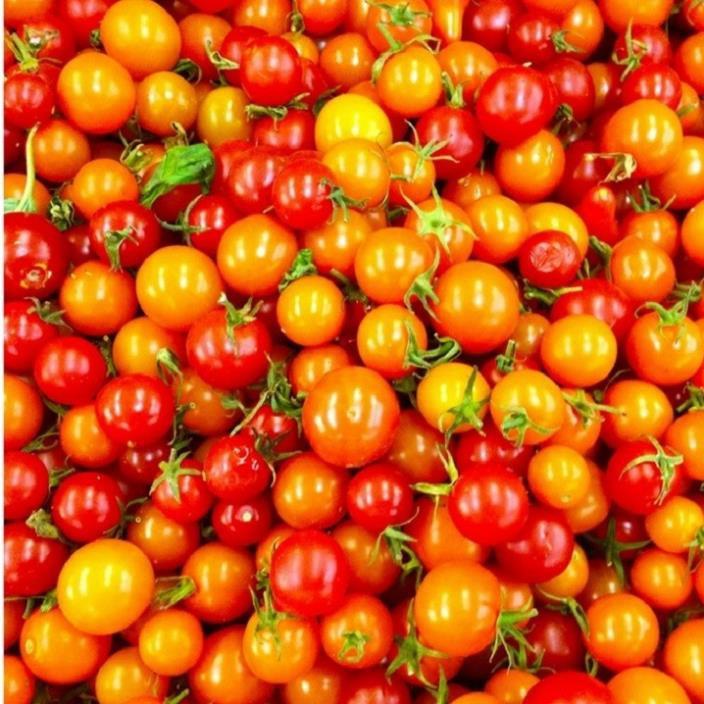 CÂY GIỐNG CÀ CHUA BI 2 MÀU ĐỎ , VÀNG - NHANH VÀ SIÊU QUẢ-NHIỀU DINH DƯỠNG