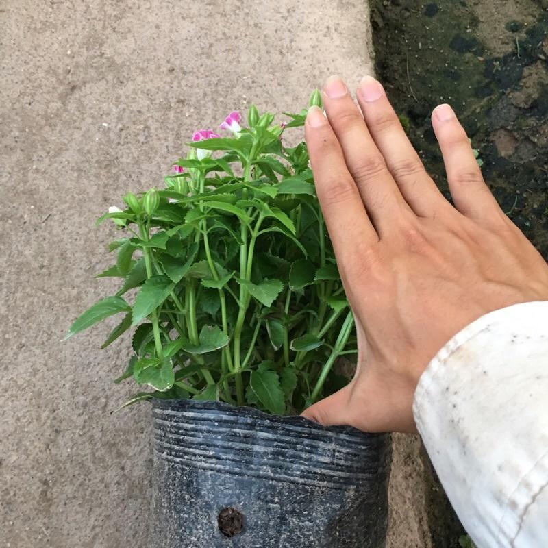 Cây hoa mắt nai đã có hoa và nụ , cây hoa trang trí công viên và bồn cây