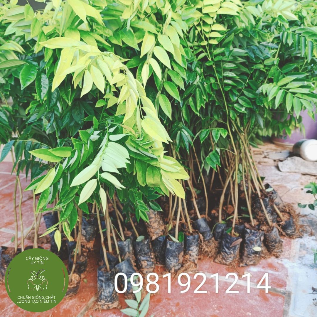 Combo 10 Cây Sưa Đỏ Cao 80-1M