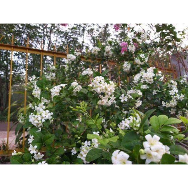 Sản phẩm CÂY HOA NGUYỆT QUẾ