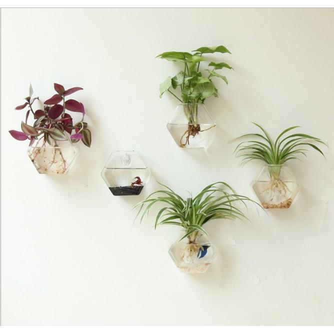 KHO-HN * Lọ thủy tinh hình lục giác trồng thủy canh treo tường phù hợp cho các bạn làm DIY