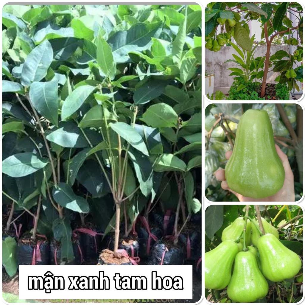 Cây giốn Mận Xanh đường [ Mận Tam Hoa - Cây sai trái, nặng quả - 12 tháng thu hoạch ] [ GHN ]