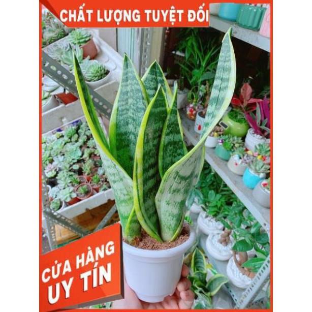 Lưỡi Hổ Cao