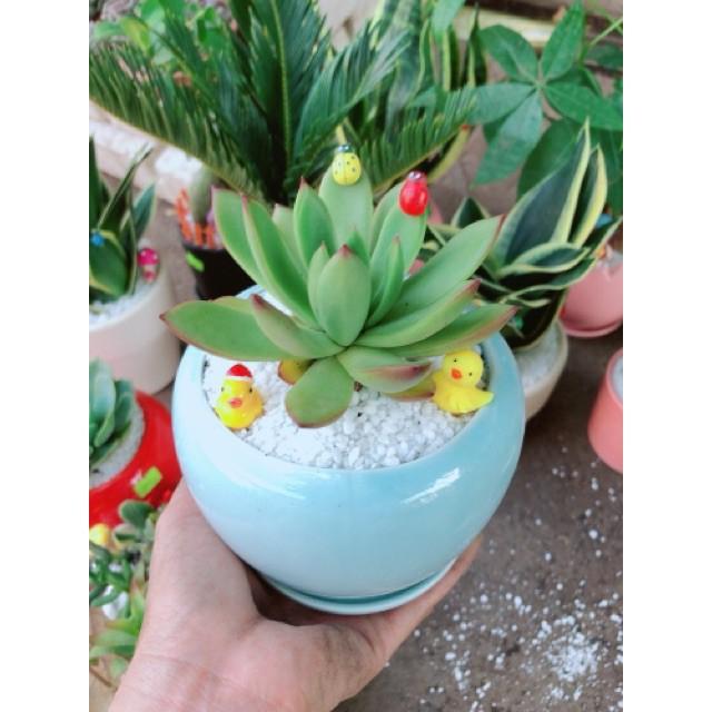 Chậu sen đá viền lửa