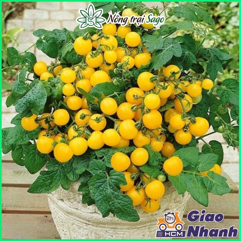 Hạt giống Rau Củ Quả - Dây Leo Trồng Quanh Năm, Sinh Trưởng Khỏe - Nông Trại Sago