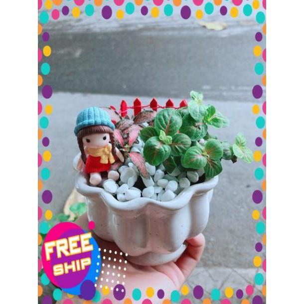 Chậu Cẩm Nhung Có Trang Trí