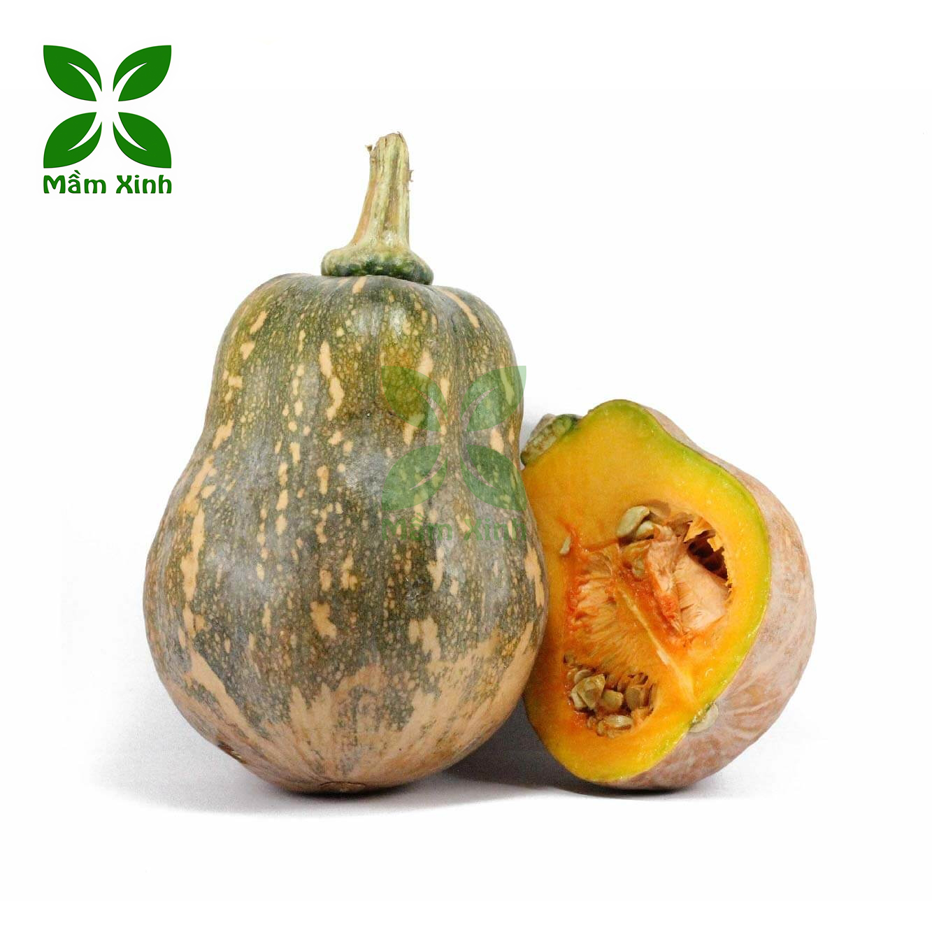Hạt Giống Bí Hồ Lô TN 6 Gói 2gr, Hạt Giống Bí Rợ, Bí Đỏ, Bí Ngô