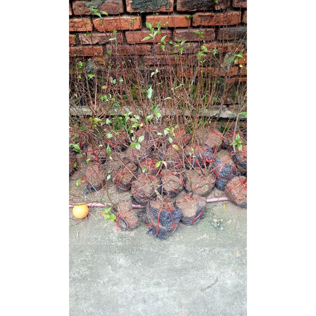 Cây mai trắng hoa tết