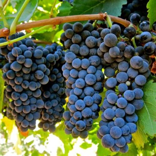 CÂY GIỐNG NHO HẠ ĐEN KHÔNG HẠT DK-01