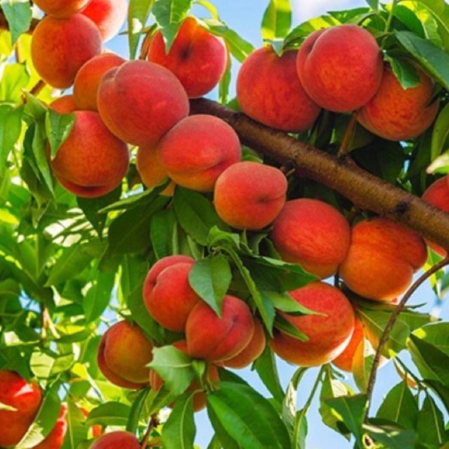 Cây đào tiên Nhật Bản 1 năm ra quả
