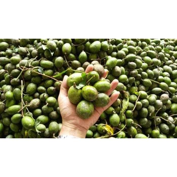 Cây giống cóc thái lùn siêu trái cho trái quanh năm