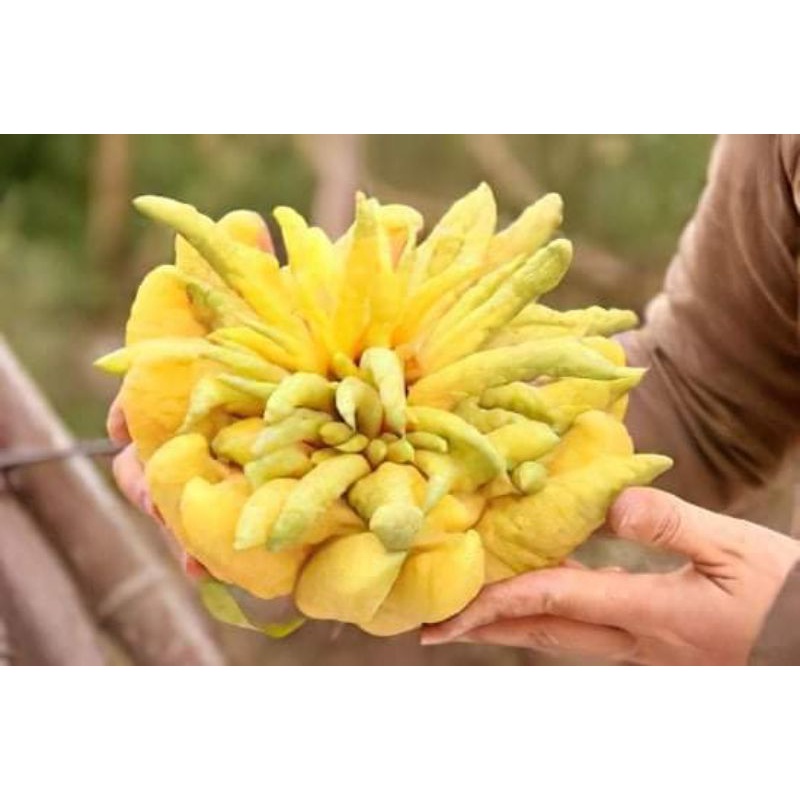 Cây giống phật thủ siêu trái