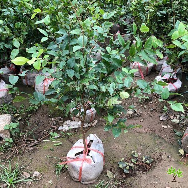 CÂY GIỐNG NHO THÂN GỖ TỨ QUÝ NHẬP KHẨU