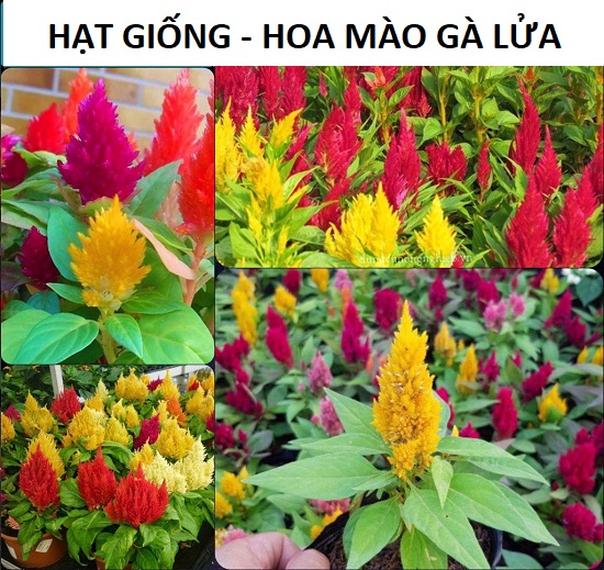 Hạt Giống Hoa Mào Gà Lửa - Ra Hoa Quanh Năm