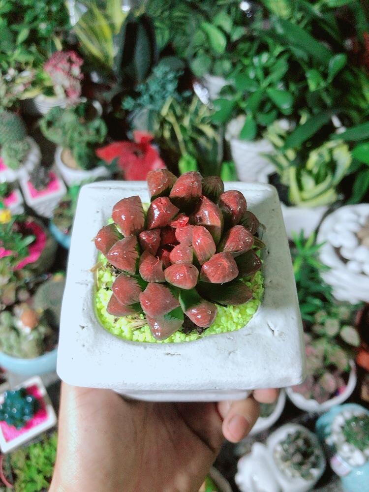 Chậu Cây Kim Cương Đỏ