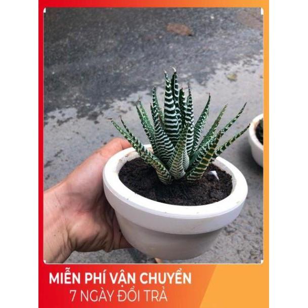 Chậu Móng Rồng