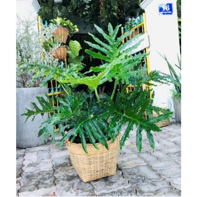 Trầu Bà Thanh Xuân