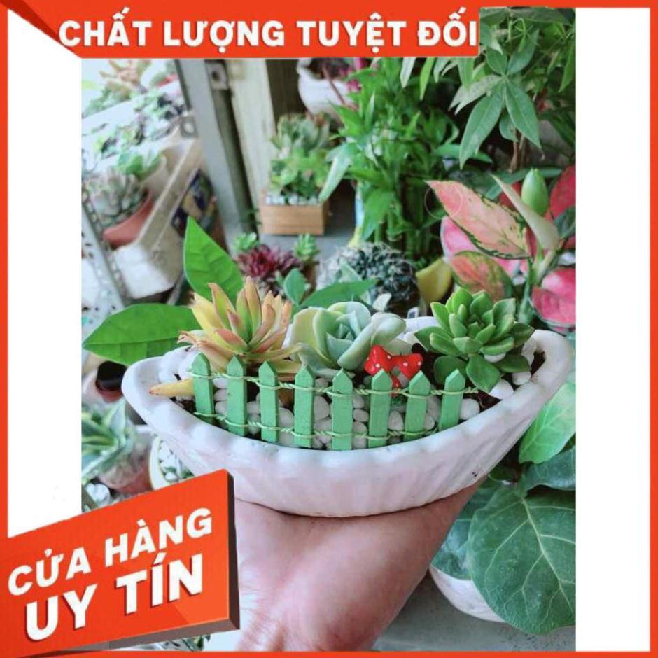 Chậu Sen Đá Nhiều Người Mua