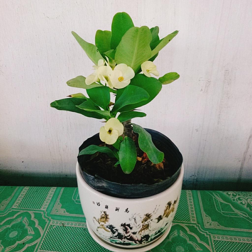 Xương Rồng Bát Tiên - cây cảnh để bàn + tặng phân bón cho cây