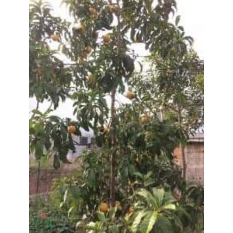 Cây Giống Vú Sữa Hoàng Kim