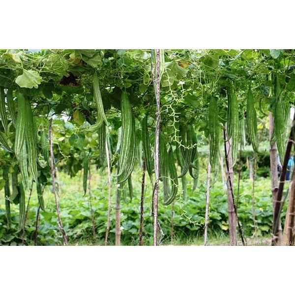 Hạt Giống Lặc Lày 2g Sai Quả, Sinh Trưởng Khỏe