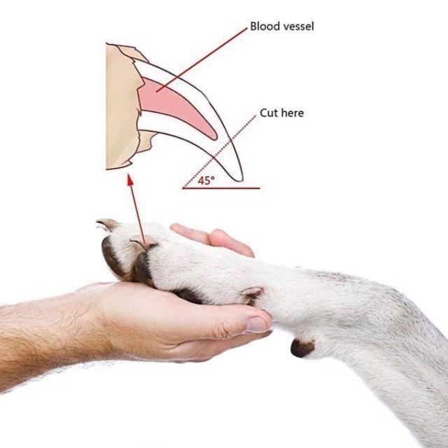 Kềm cắt móng cho chó mèo kèm dũa móng