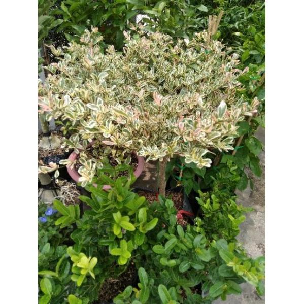 Cây Bàng Ruby Nhật